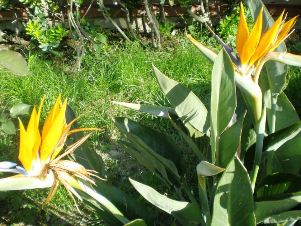 Kwiaty w ogrodzie Holiday Park Resort