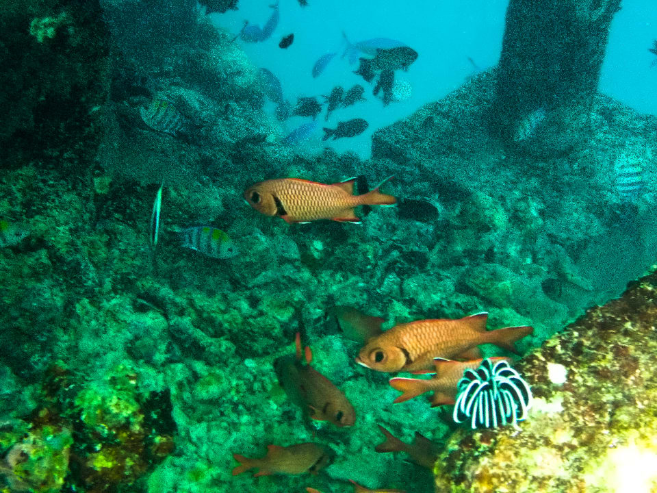 Sport & Freizeit Adaaran Select Meedhupparu Island Resort - Premium All Inclusive