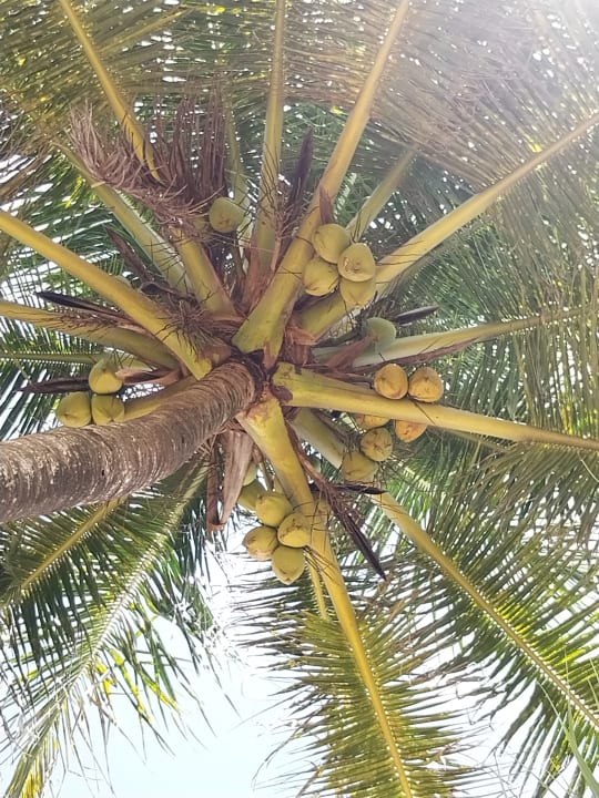 Strand Pandanus Beach Resort & Spa