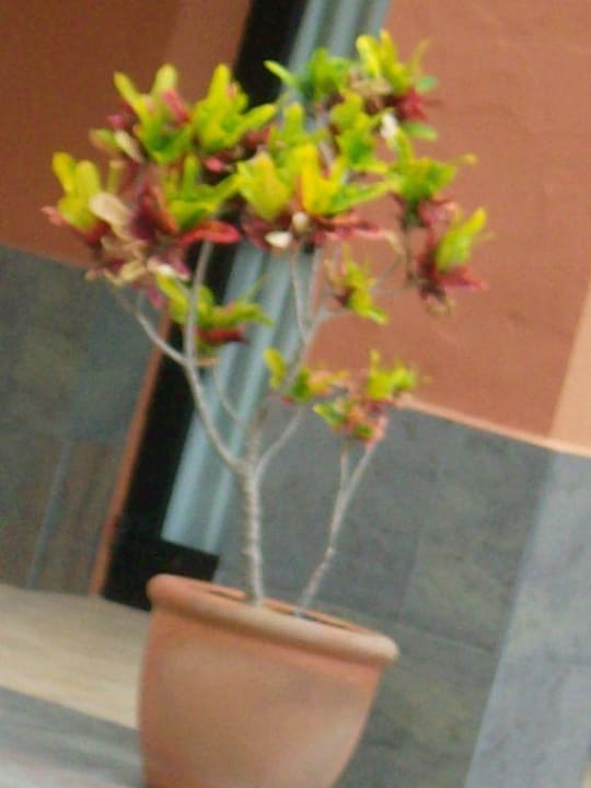 Planze La Palma Princess