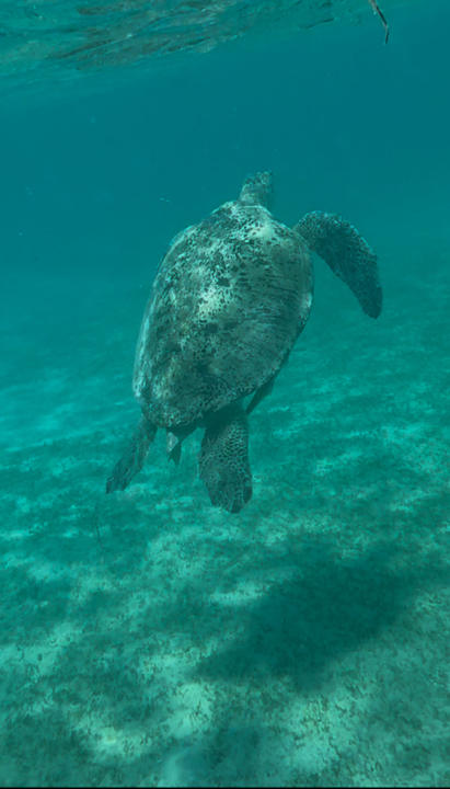 Strand Jasmine Palace Resort & Spa