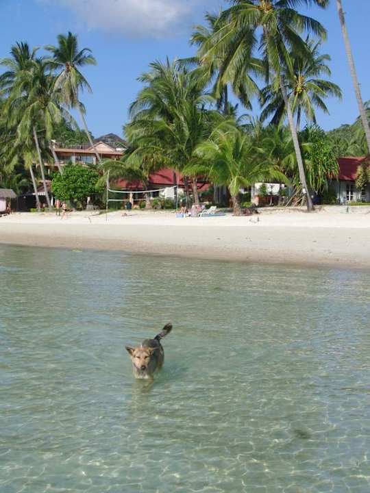 Strand mit Haushund Long Bay Resort Koh Phangan