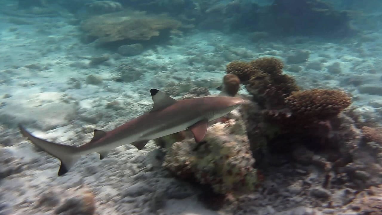 Am Hausriff Diamonds Thudufushi