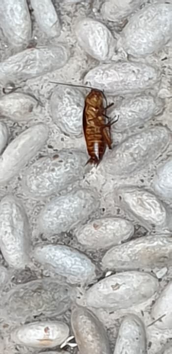 Sonstiges Alp Pasa Hotel - Special Class