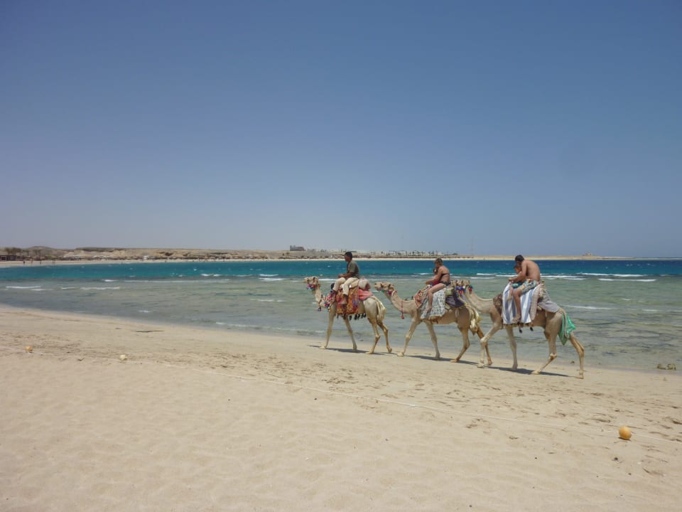 Strand Malikia Resort Abu Dabbab