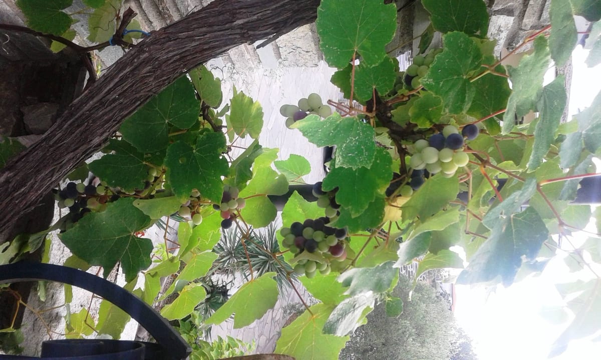 BIO GARDEN  Hotel Geranion Village