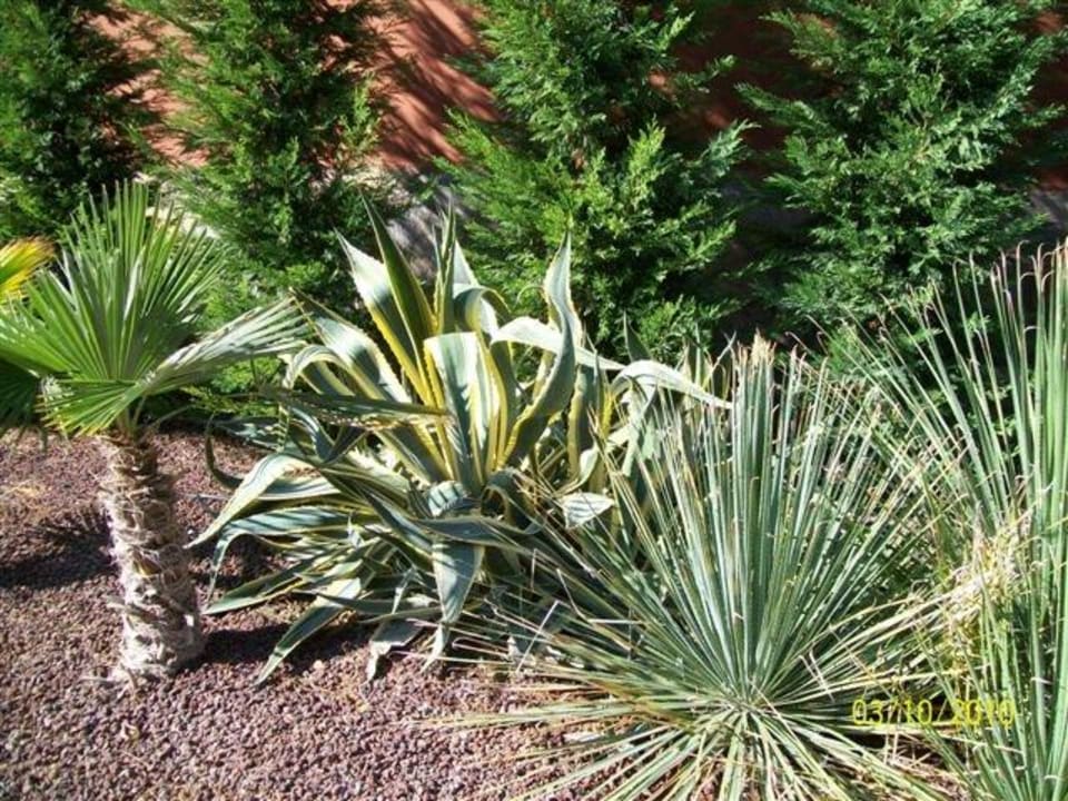 Przepiekna roslinnosc Ephesia Holiday Beach Club