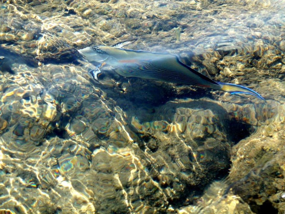 Direkt vorne im knietiefem Wasser Shams Alam Beach Resort