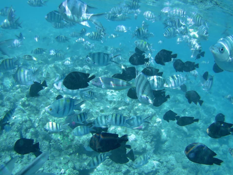 Strand Hotel Titanic Palace