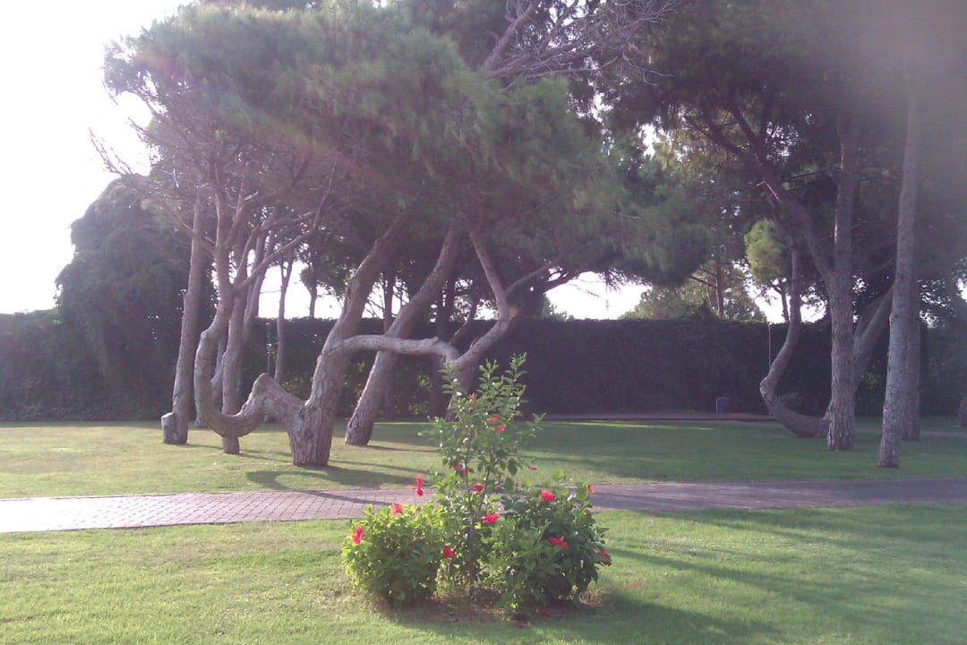 Herrlicher Baumbestand Gloria Serenity Resort