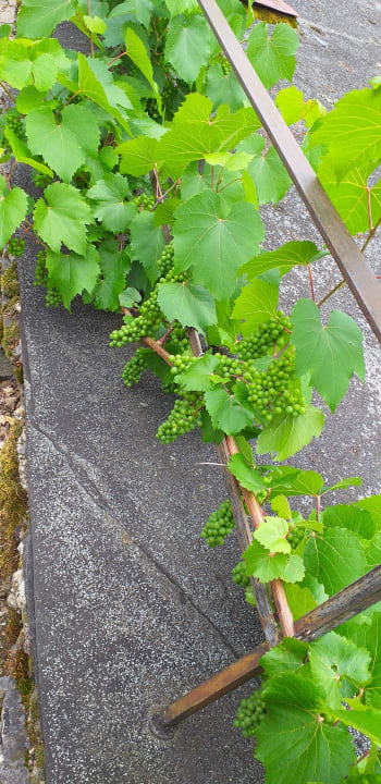 Sonstiges Weinhaus Fuhrmann