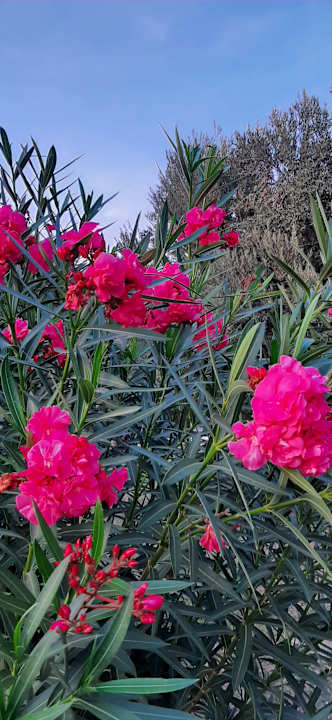 Gartenanlage Bodrum Park Resort