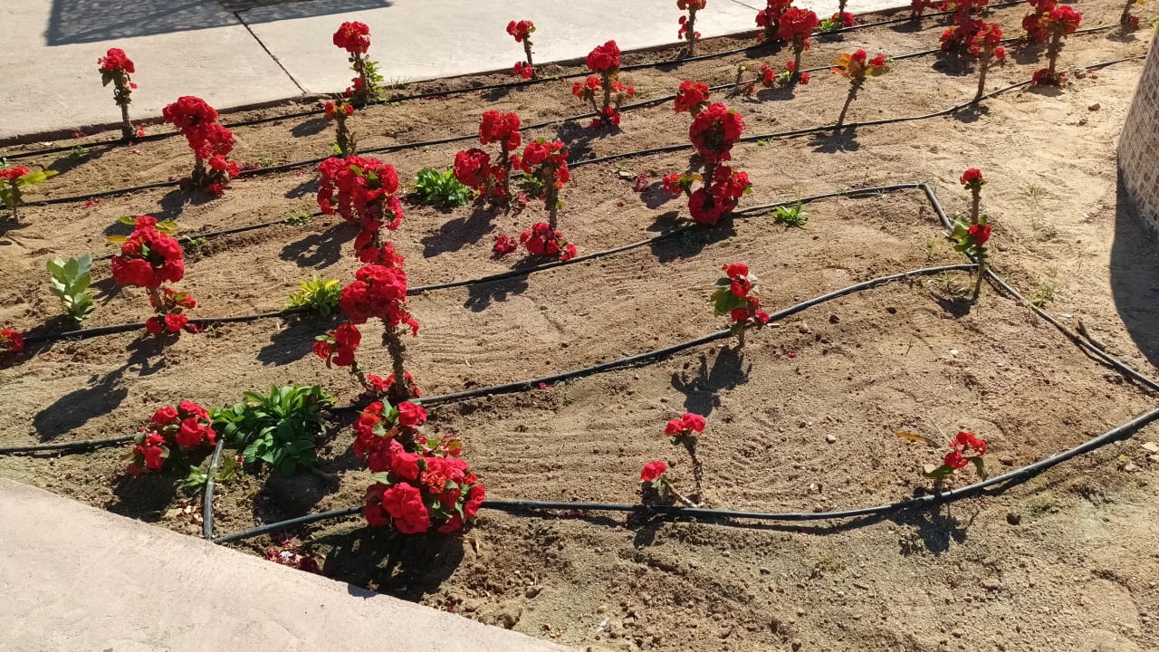 Gartenanlage Jaz Makadi Oasis Resort