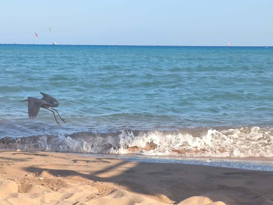 Strand Imperial Shams Abu Soma