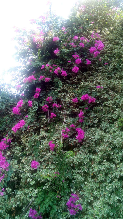Überall ranken schöne Blumen Anissa Beach & Village