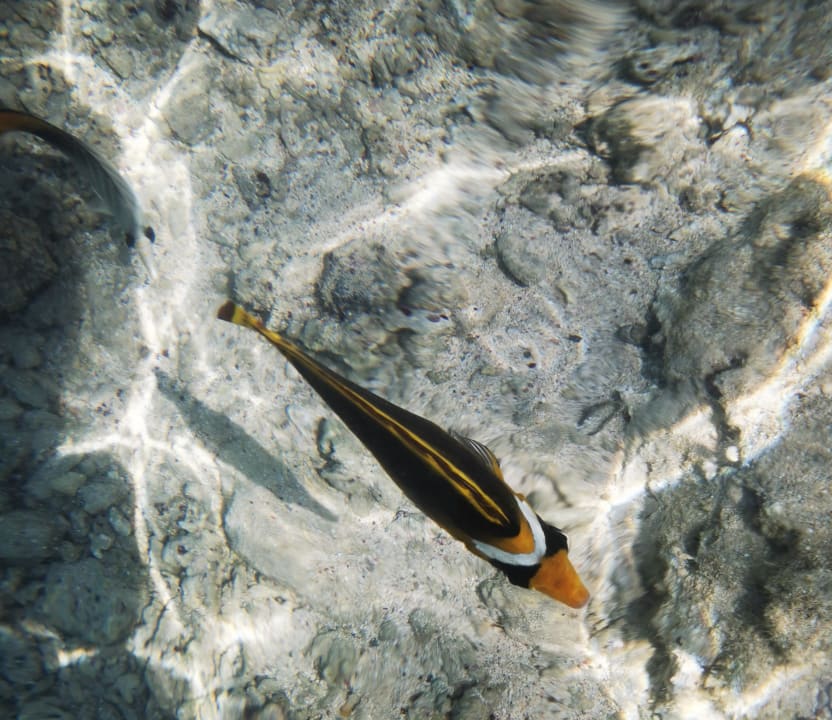 Strand Solymar Reef Marsa