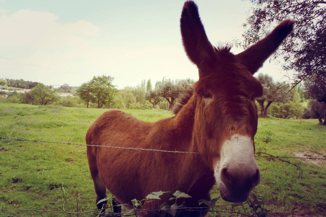 Donkey Quinta da Alcaidaria Mor