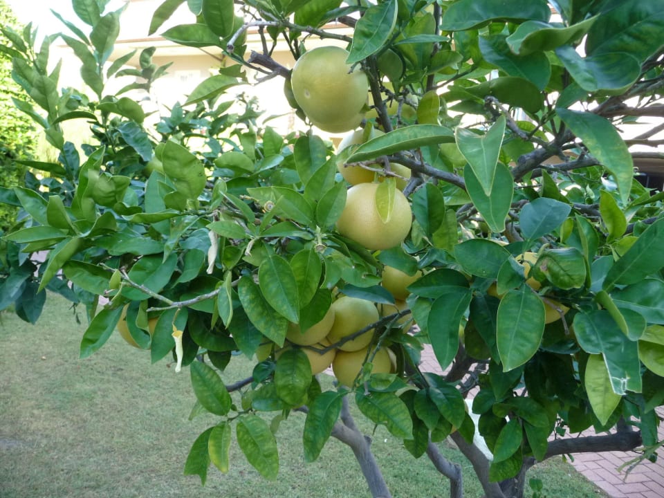 Gartenanlage Sunis Elita Beach Resort & Spa