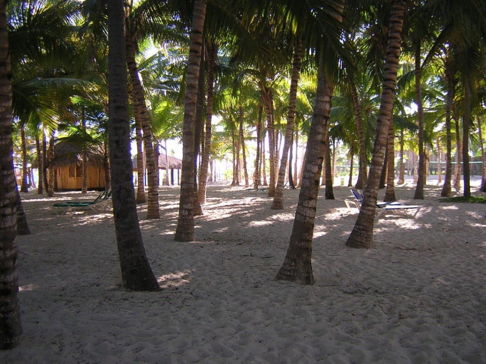 Palmen spenden Schatten Hotel Riu Bambu