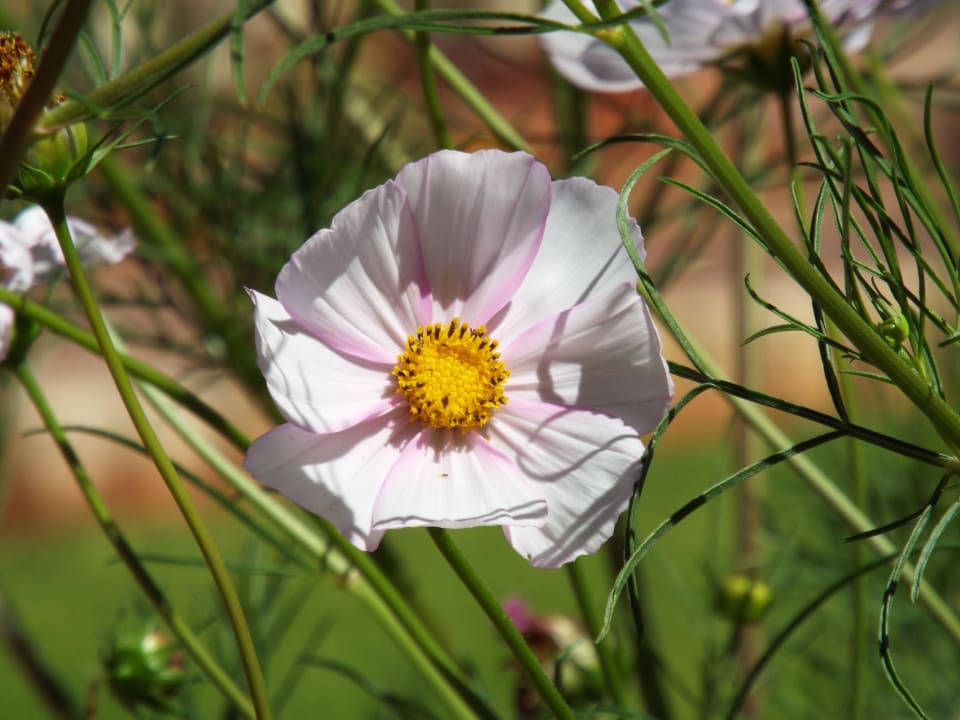 Blüte Kalahari Anib Lodge