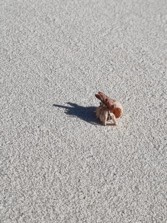 Strand NH Collection Maldives Havodda Resort