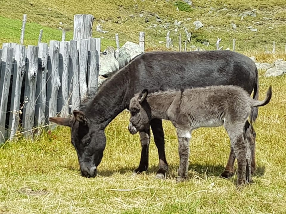 Sonstiges Familienpension Gletscherblick