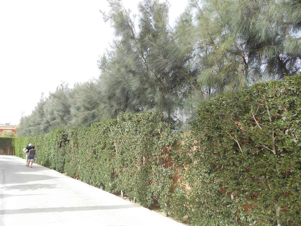 Аллея Pickalbatros Alf Leila Wa Leila Resort - Neverland Hurghada