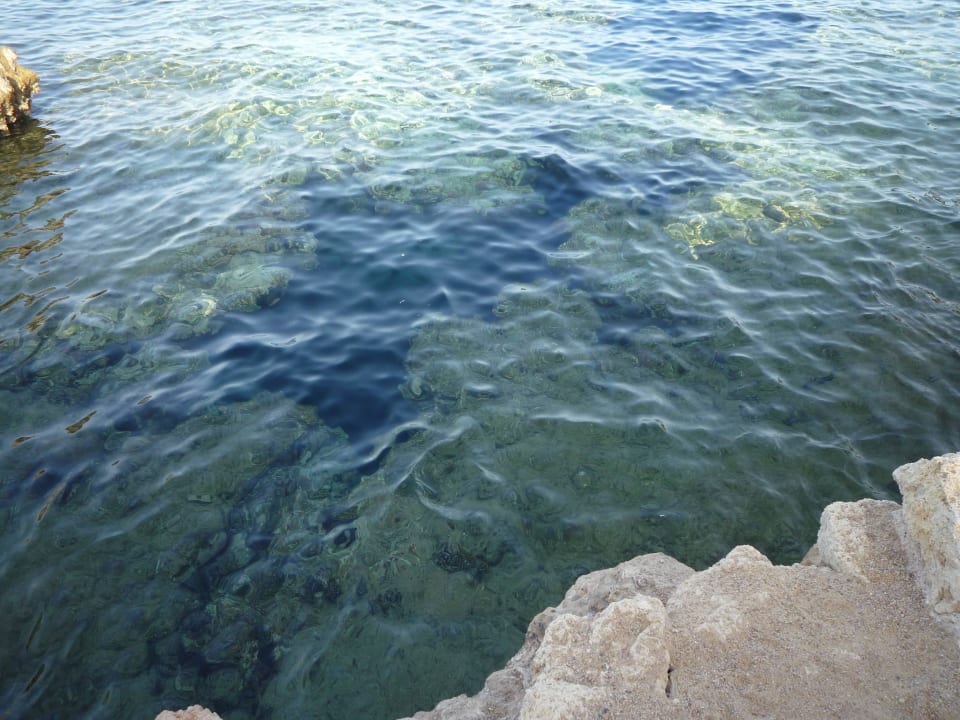 Glasklares Wasser, bunte Fische The Grand Hotel Sharm El Sheikh