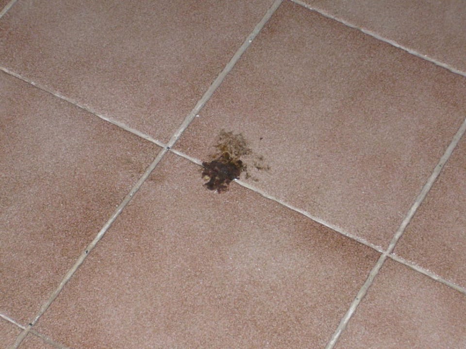 Aufräumen nur wenn man Lust hat Apartments Galeon Playa