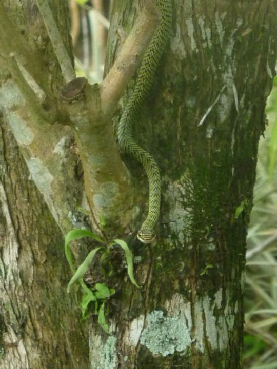 Kleine Schlange Baan Khaolak Beach Resort