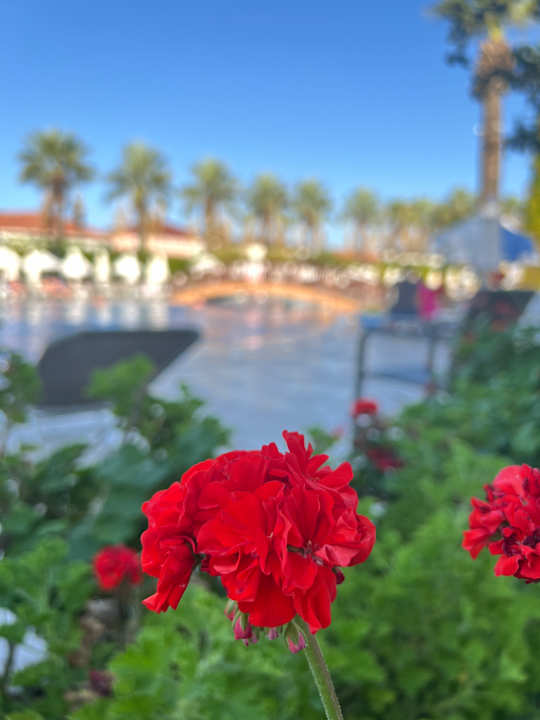 Pool Palm Wings Kusadasi Beach Resort & Spa