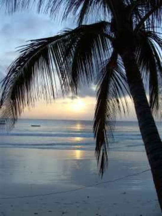 Palmen bei Sonnenaufgang Hotel Safari Beach