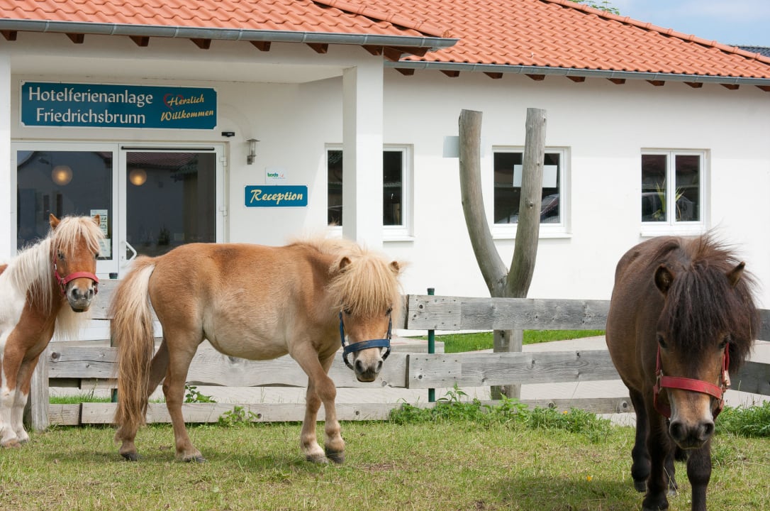 Koppel vor dem Rezeptionsgebäude Landhotel Harz