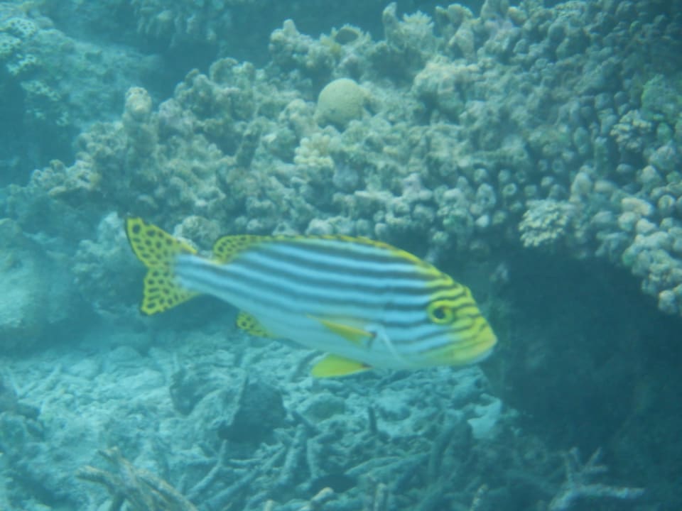 Sport & Freizeit NH Collection Maldives Havodda Resort