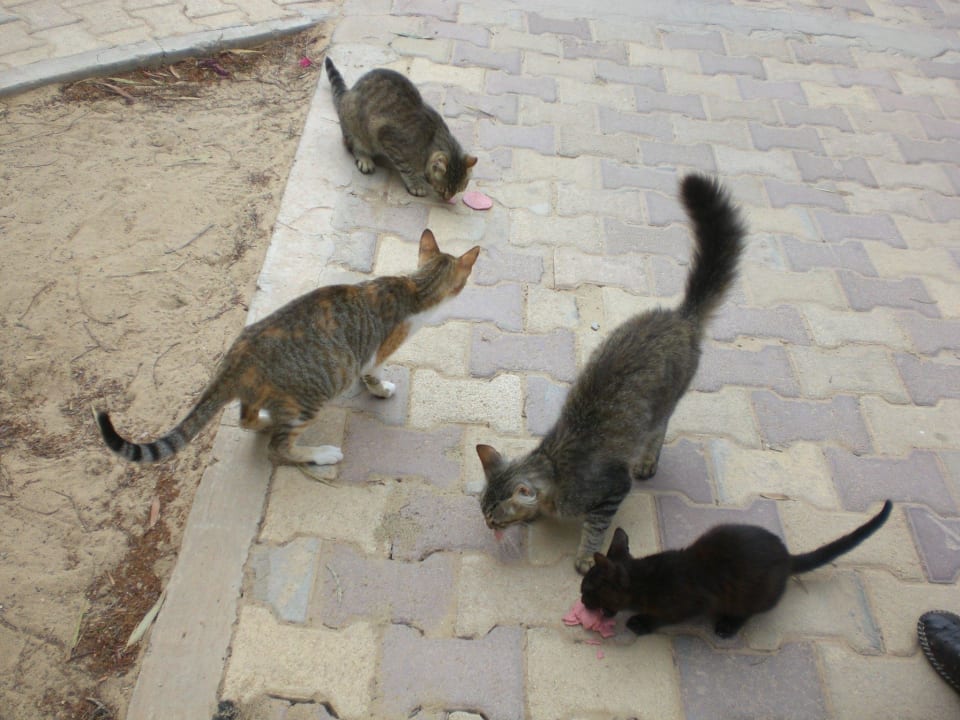 Alle zahm und sehr lieb Hotel El Mouradi Djerba Menzel
