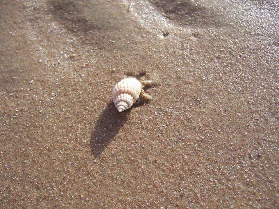 Eine Muschel die flüchten will  Giftun Azur Resort
