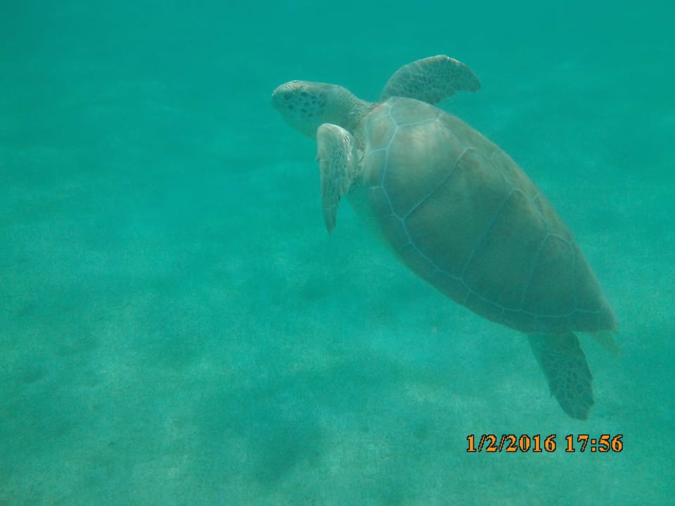 Strand Akumal Bay Beach & Wellness Resort
