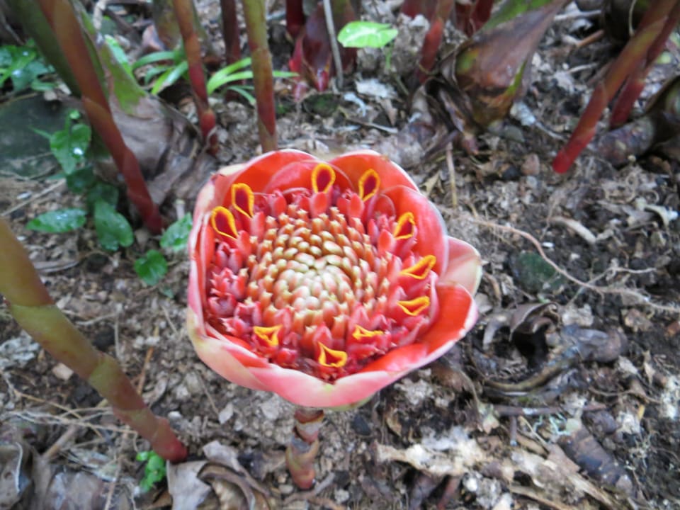 Es gibt blumen zu entdecken Hotel Puri Bambu
