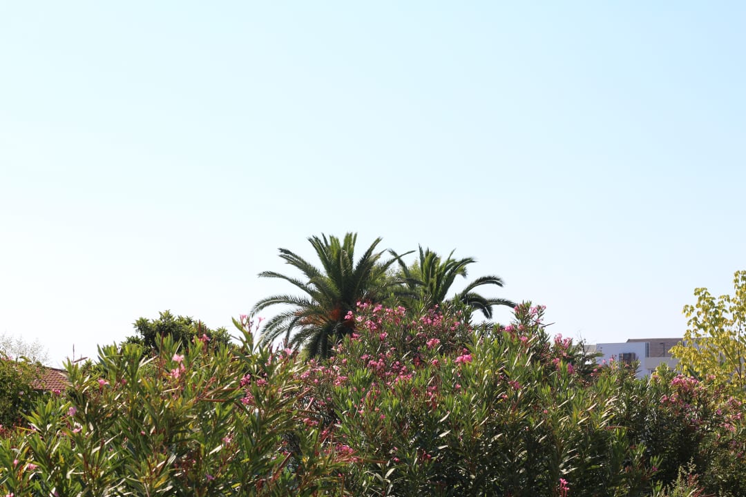 Gartenanlage alltoura Club Hotel Poseidon Palace