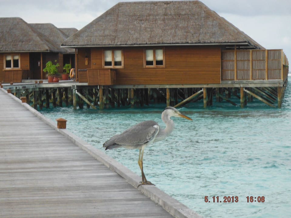 700er Meeru Maldives Resort Island