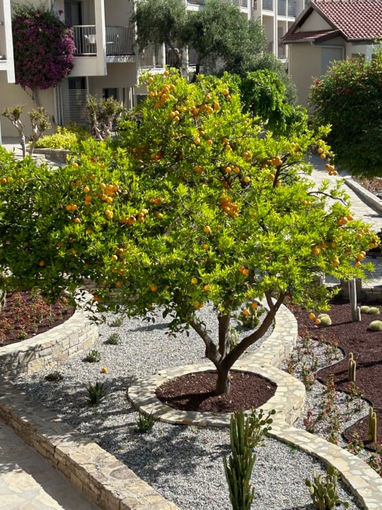 Gartenanlage Arum Barut Collection