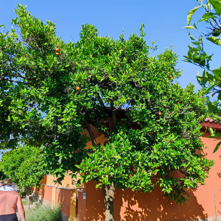 Sonstiges Özlem Garden Hotel