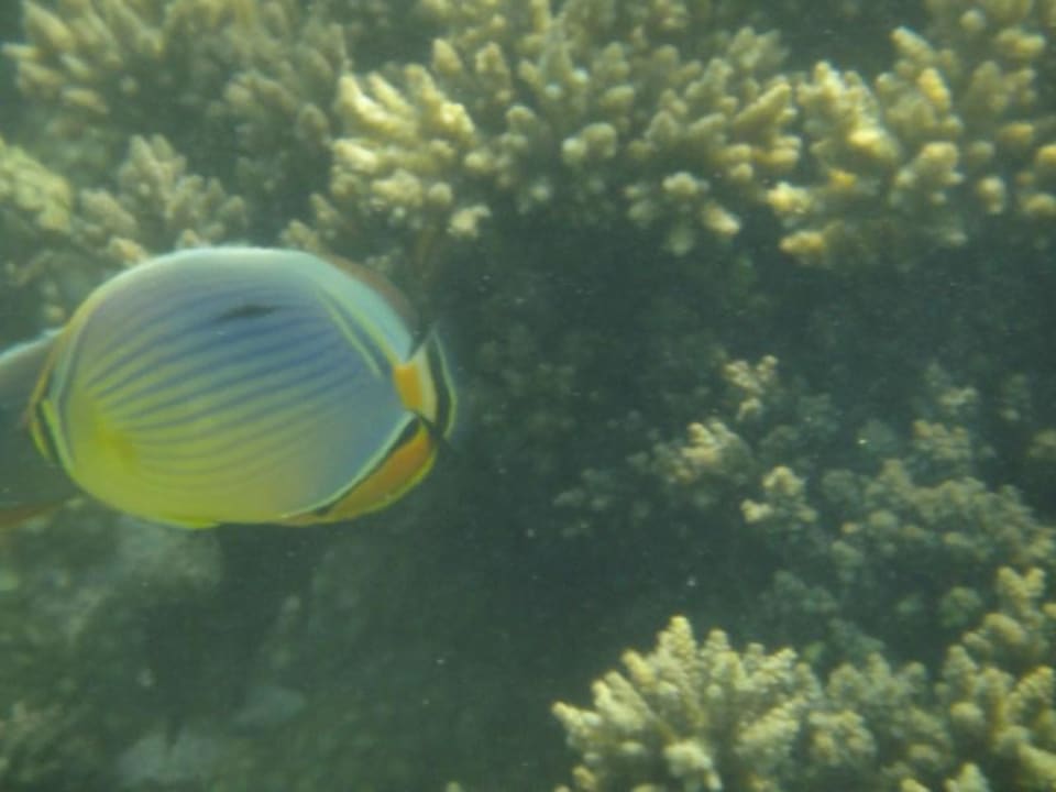 Poisson Shandrani Beachcomber Resort & Spa