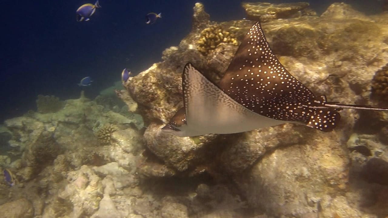 Adlerrochen Diamonds Thudufushi