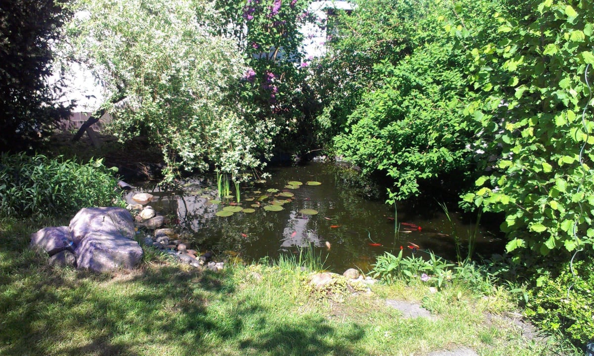 Fischteich im Innenhof Pension Opitz