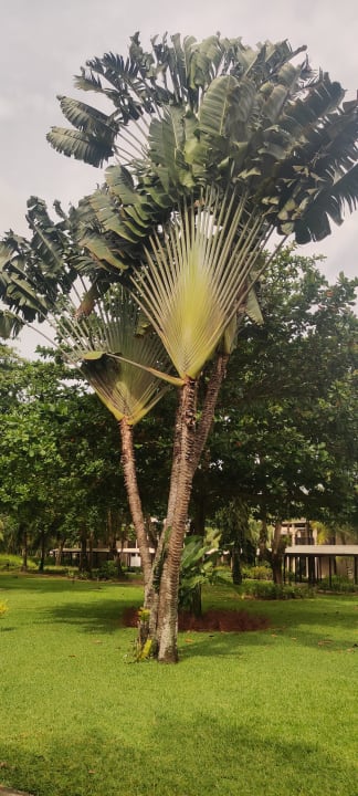 Gartenanlage Kempinski Seychelles Resort