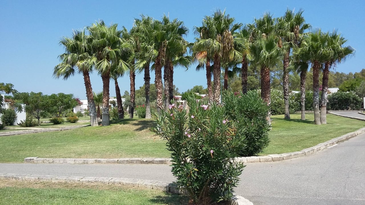 Palmen Club Esse Sunbeach