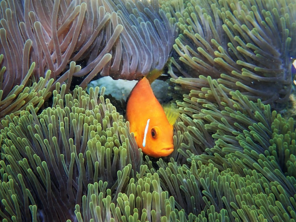 Sport & Freizeit NH Collection Maldives Reethi Resort