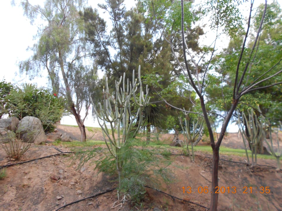 Ausblick zum Garten allsun App.-Hotel Esquinzo Beach