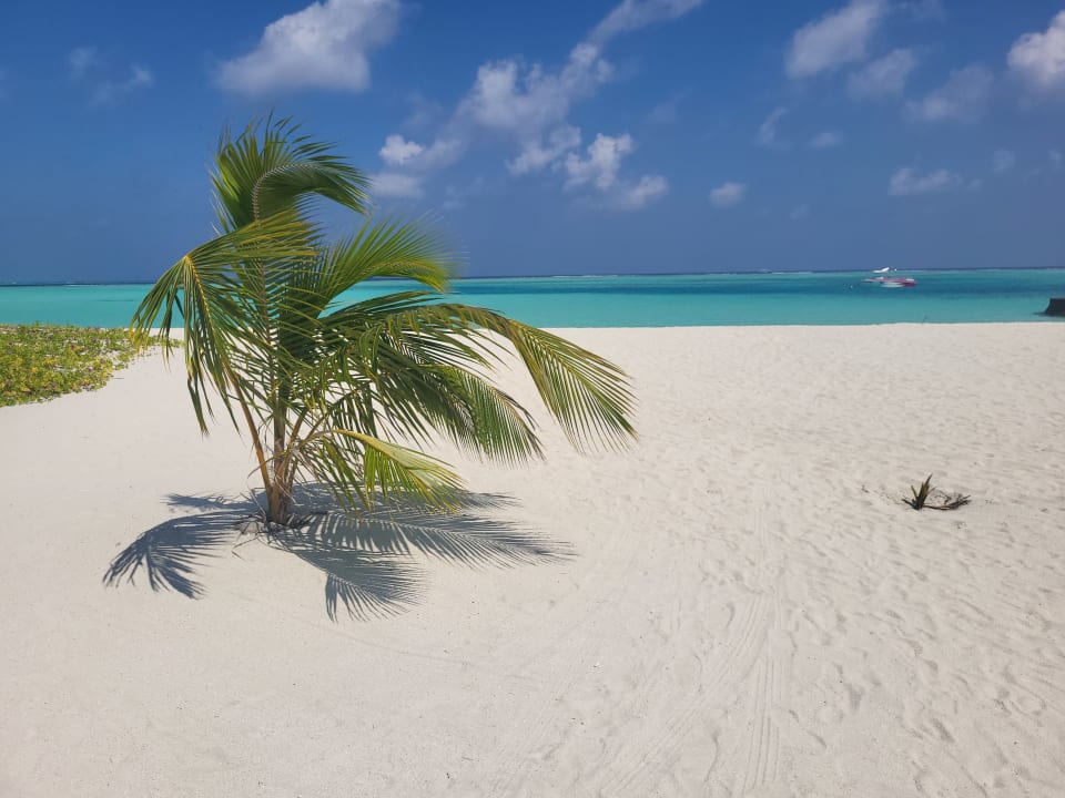Strand Cinnamon Velifushi Maldives - Free One-Way Speedboat and 02 Kids Under 12 Stay & Dine Free